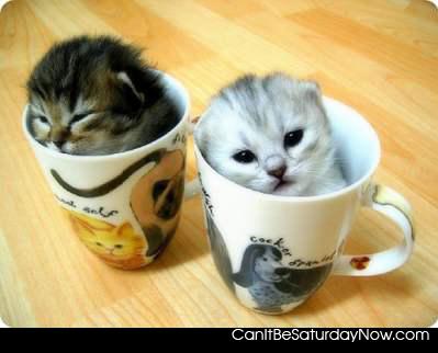Kittens in cups - a cup full of cuteness will help you get to the weekend